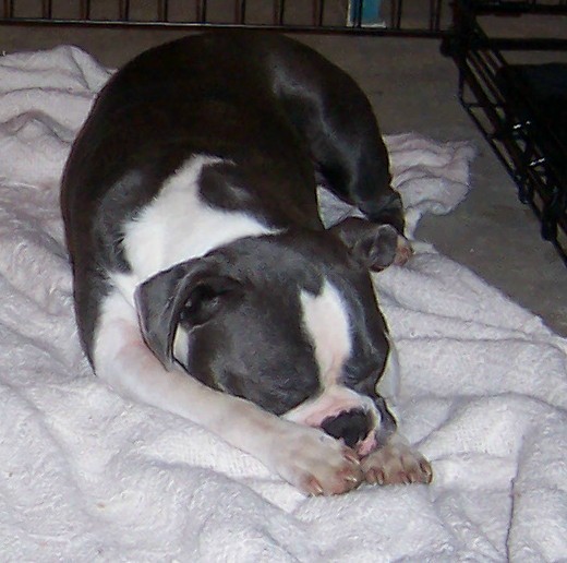 Boston Terrier Female