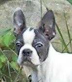 Blue Splash Boston Terrier Female