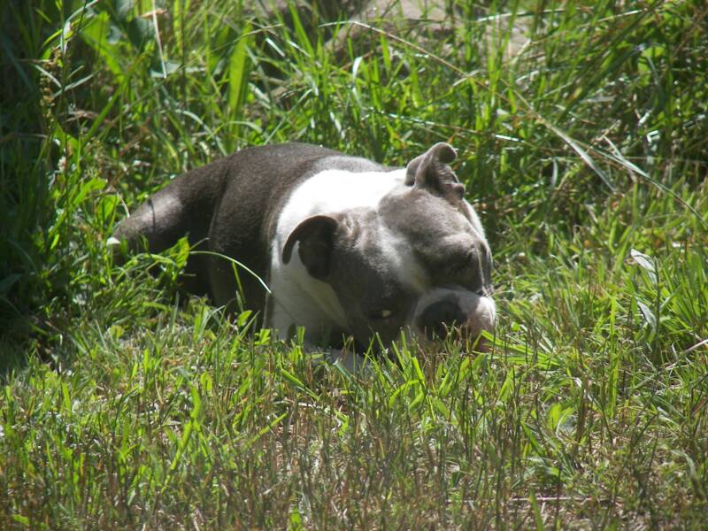 Boston Terrier Female