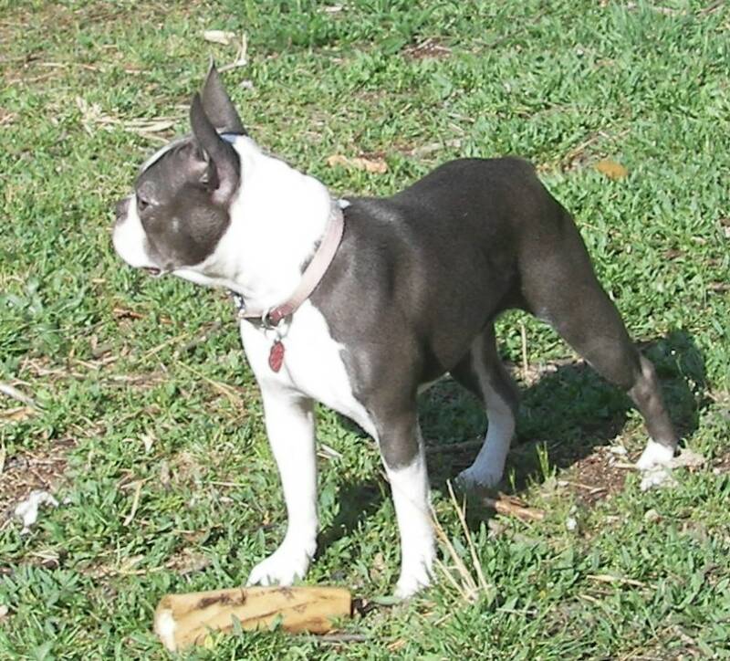 Blue Boston Terrier Female